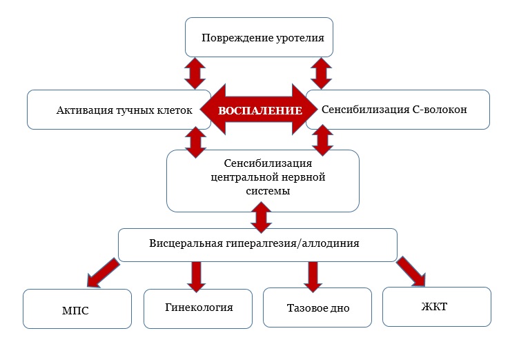 Патогенез интерстициального цистита