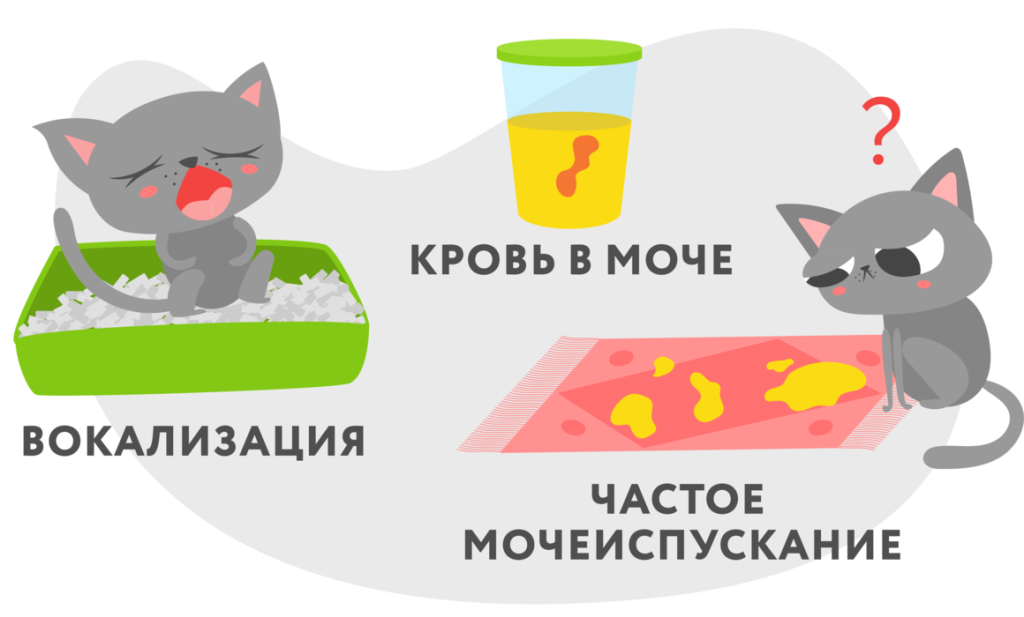 цистит у котов и кошек